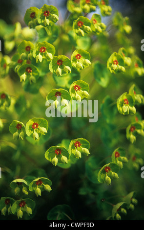 Euphorbia Martinii, Euphorbien, Wolfsmilch Stockfoto