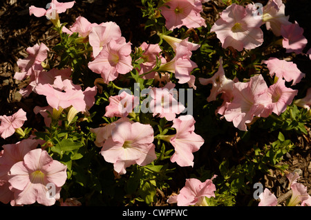 Gartenblumen Stockfoto