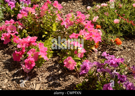 Petunien Gartenblumen Stockfoto