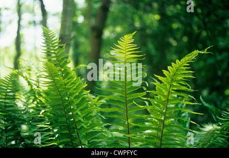 Dryopteris Filix-Mas, Farn, Wurmfarn Stockfoto
