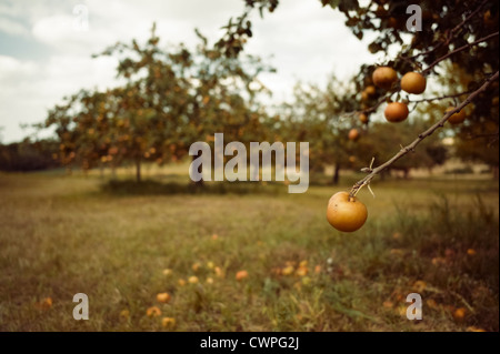 Obstgarten Weingarten Baden-Württemberg Deutschland Stockfoto