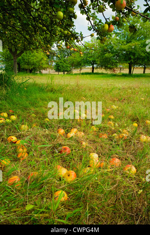 Obstgarten Weingarten Baden-Württemberg Deutschland Stockfoto