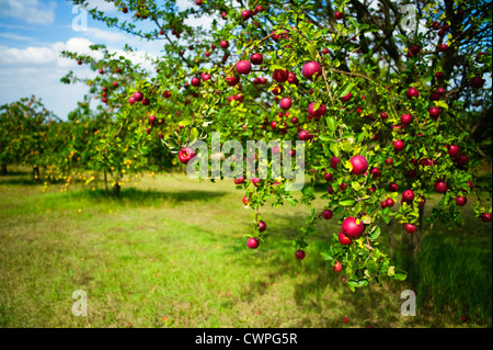 Obstgarten Weingarten Baden-Württemberg Deutschland Stockfoto