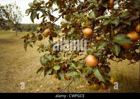 Obstgarten Weingarten Baden-Württemberg Deutschland Stockfoto