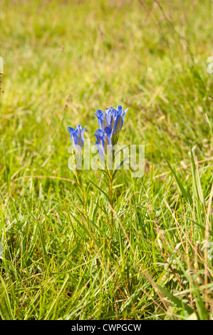 Marsh Enzian, Gentiana Pneumonanthe, Bartley Heath, Hampshire, UK. August. Stockfoto