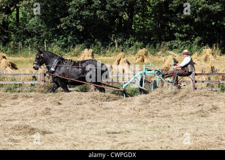 Mann fahren schweres Pferd Heu Rechen in Schwadern Zeichnung bearbeiten Beamish Museum, Nord-Ost-England, UK Stockfoto