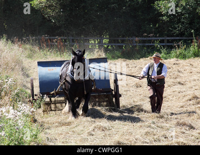 Mann an der Spitze der schweren Pferd Zeichnung Heu Heuwender Maschine Beamish Museum, Nord-Ost-England, UK Stockfoto