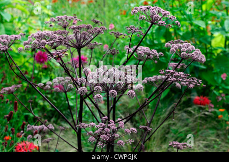 Angelica Gigas koreanische Angelica Closeup Pflanzenportraits Sommer lila Blüten rosa Blütenblätter Stiele Biennalen Stockfoto