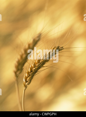 Triticum Aestivum, Weizen, Brotweizen Stockfoto
