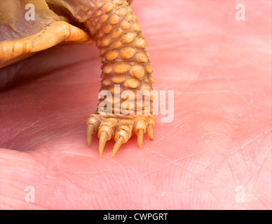 Ein Albino östliche Kasten-Schildkröte (Terrapene Carolina Carolina) Bein- und Fußfreiheit Nahaufnahme. Stockfoto