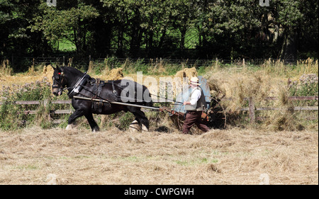 Mann an der Spitze der schweren Pferd Zeichnung Heu Heuwender Maschine Beamish Museum, Nord-Ost-England, UK Stockfoto