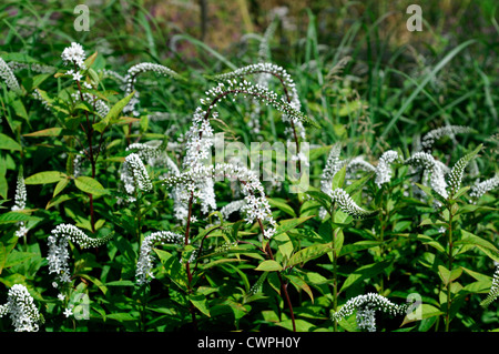 Lysimachia Clethroides Schwanenhals Blutweiderich weiße Blume Blüte Blüte blühende Blüte Stockfoto