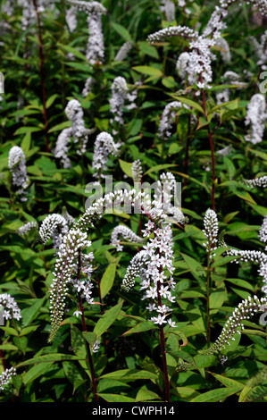 Lysimachia Clethroides Schwanenhals Blutweiderich weiße Blume Blüte Blüte blühende Blüte Stockfoto