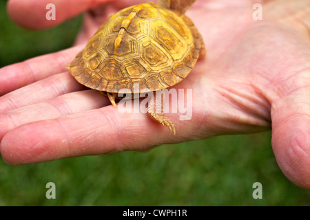 Ein Baby Albino östliche Kasten-Schildkröte (Terrapene Carolina Carolina) in einer menschlichen Hand. Stockfoto