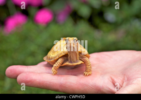 Albino östliche Kasten-Schildkröte (Terrapene Carolina Carolina) in einer menschlichen Hand. Stockfoto