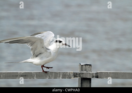 Ein Forster Tern, Sterna Forsteri, mit den Flügeln schlägt. Richard DeKorte Park, Lyndhurst, New Jersey, USA Stockfoto