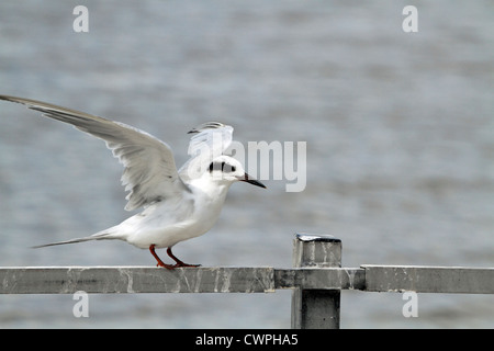 Ein Forster Tern, Sterna Forsteri, mit den Flügeln schlägt. Richard DeKorte Park, Lyndhurst, New Jersey, USA Stockfoto