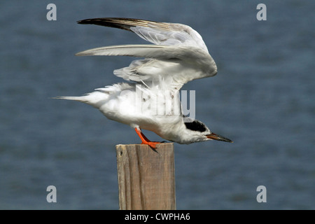 Ein Forster Tern, Sterna Forsteri, mit den Flügeln schlägt. Richard DeKorte Park, Lyndhurst, New Jersey, USA Stockfoto