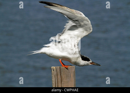 Ein Forster Tern, Sterna Forsteri, mit den Flügeln schlägt. Richard DeKorte Park, Lyndhurst, New Jersey, USA Stockfoto