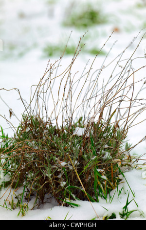 Die Lavendel Pflanzen in einem Garten, Winter, Saarland / Deutschland Stockfoto