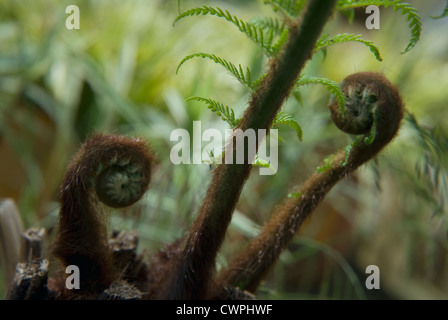 Baumfarn Dicksonia Antartica, Farn, Stockfoto