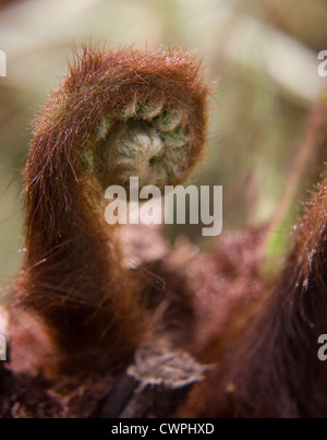 Baumfarn Dicksonia Antartica, Farn, Stockfoto