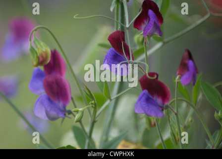 Platterbse man "Matucana" Sweet Pea, lila Blüten auf Grünpflanze. Stockfoto