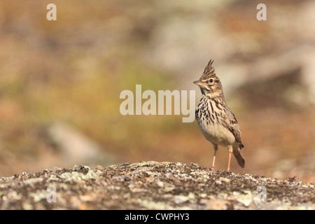 Erklommene Lerche (Galerida Cristata) thront auf einem Stein. Extremadura. Spanien. Stockfoto