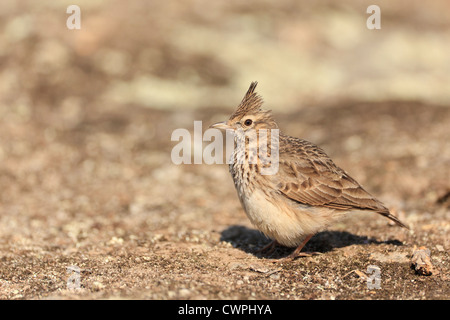 Erklommene Lerche (Galerida Cristata) auf dem Boden. Extremadura. Spanien. Stockfoto