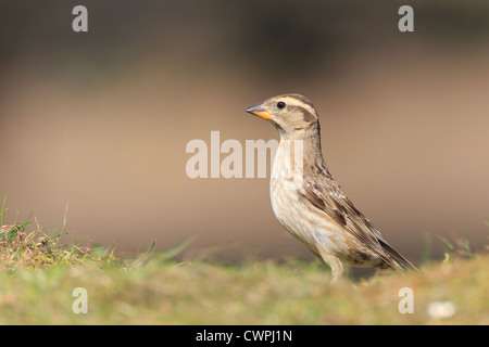 Rock-Sparrow (Petronia Petronia) auf dem Boden. Extremadura. Spanien. Stockfoto