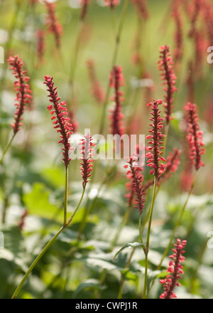 Persicaria Amplexicaulis "Firetail", rote cm Stockfoto