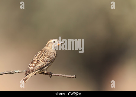 Rock-Sparrow (Petronia Petronia) thront auf Zweig. Extremadura. Spanien. Stockfoto