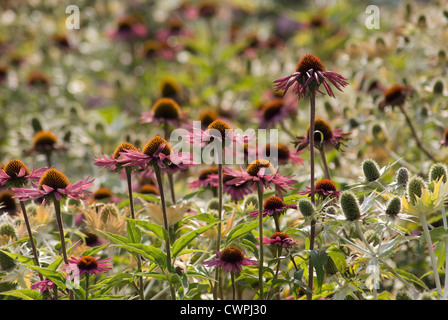 Echinacea Angustifolia, Echinacea, Sonnenhut Stockfoto