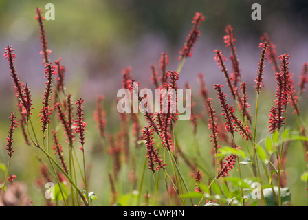 Persicaria Amplexicaulis "Firetail", rote cm Stockfoto