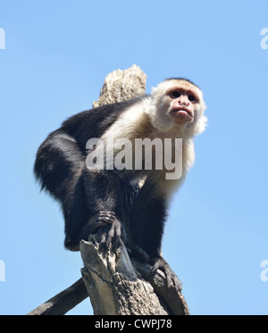 Weiße-Throated Kapuziner Affen vor blauem Himmel Stockfoto