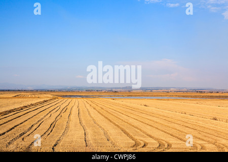 Überfluteten Felder auf Überwinterung sind für Kraniche (Grus Grus). Extremadura. Spanien. Stockfoto