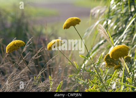 Achillea Filipendulina 'Gold Plate', Schafgarbe Stockfoto