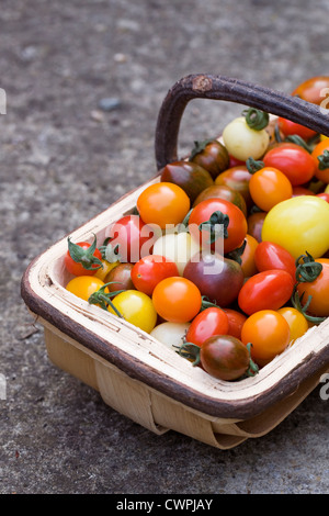 Lycopersicon Esculentum. Vielzahl von frisch gepflückten Tomaten in eine hölzerne Trug. Stockfoto