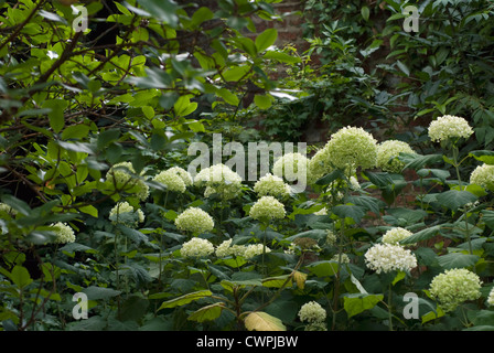 Hydrangea Arborescens 'Annabelle', Hortensie Stockfoto