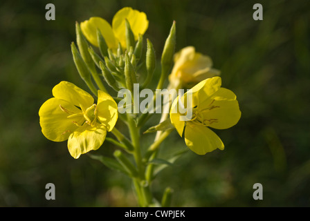 Oenothera Biennis, Nachtkerze Stockfoto