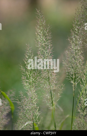 Calamagrostis Brachytricha, koreanische Federgras reed Stockfoto