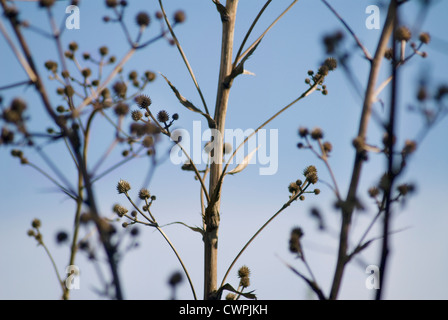 Eryngium Yuccifolium, Meer holly Stockfoto