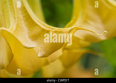 Brugmansia, Datura, Engelstrompeten Stockfoto