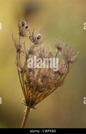 Daucus Carota, Möhre, Wilde Möhre Stockfoto