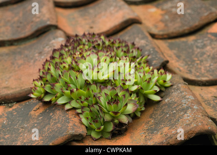 Sempervivum Tectorum, Hauswurz Stockfoto