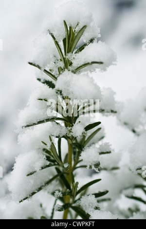 Rosmarinus Officinalis, Rosmarin Stockfoto