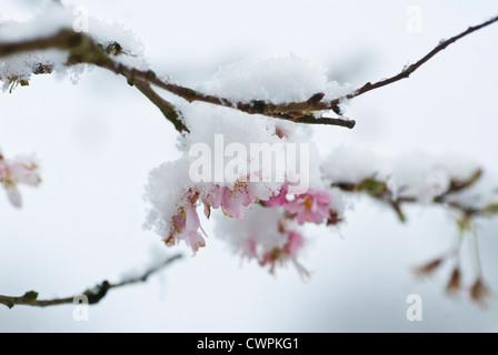 Prunus Subhirtella 'Autumnalis', Kirsche, Herbst Zierkirsche Stockfoto