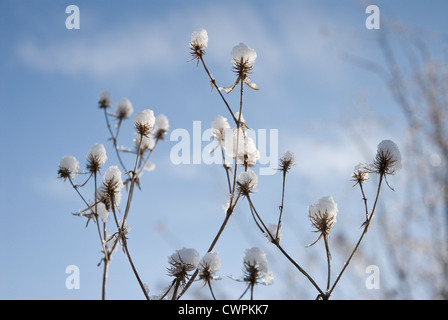 Eryngium Tripartitum, Meer holly Stockfoto