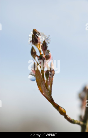 Amelanchier Lamarckii, verschneiten canescens Stockfoto