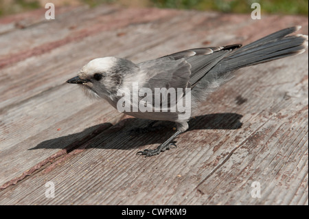 Kanada-Jay (Perisoreus Canadensis) aka grau Jay aka Camp Räuber auf einem Picknick-Tisch, auf der Suche nach Nahrung zu stehlen Stockfoto